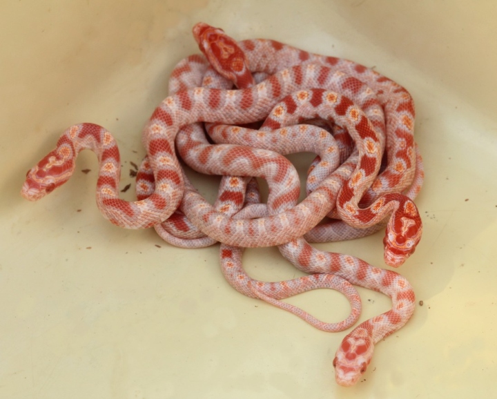 Reverse Okeetee Corn Snakes